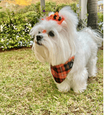 dog-